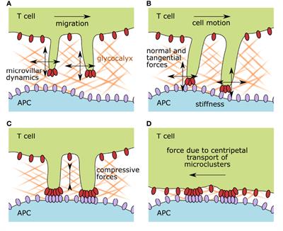 Mechanosurveillance: Tiptoeing T Cells